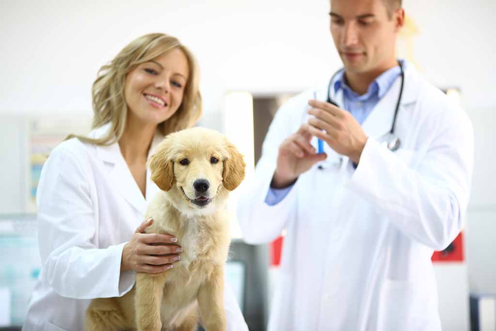 Hunde Op Versicherung