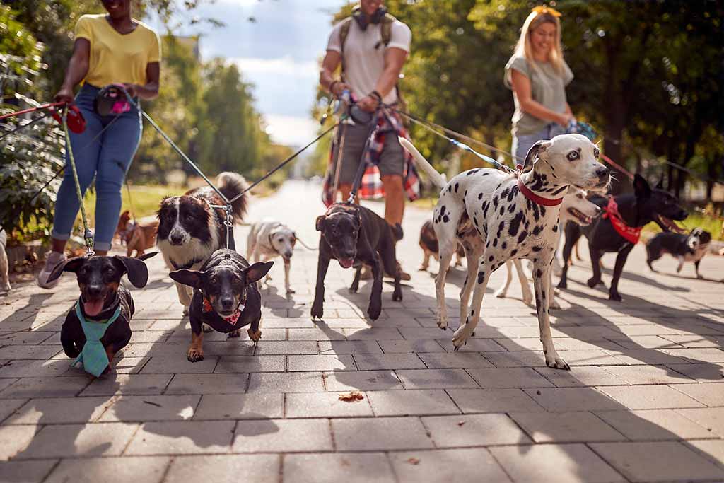 Mehrhunde Haftpflicht